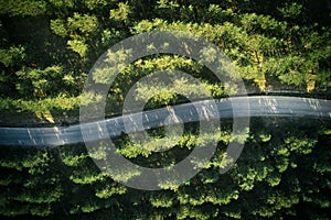 Top view of empty winding road through pine tree forest