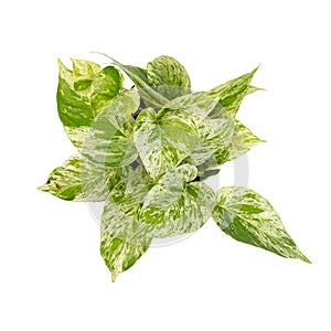 Top view of Epipremnum aureum isolated on white background. Home decoration concept.