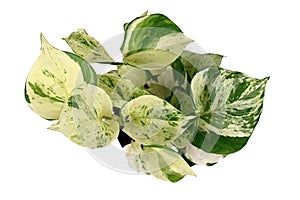 Top view of `Epipremnum Aureum Manjula` pothos houseplant on white background