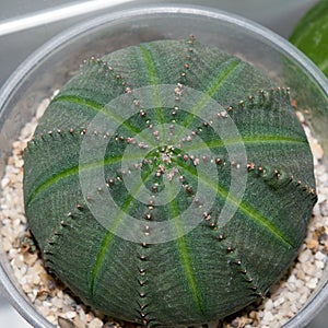 Top view of Euphorbia obesa succulent plant