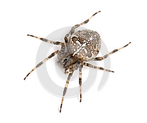 Top view of an European garden spider