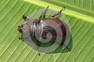 Top view of European Rhinoceros Beetle. Oryctes Nasicornis on a green leaf and flower. Macro shot of beautiful beetle in nature.