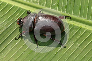 Top view of European Rhinoceros Beetle. Oryctes Nasicornis on a green leaf and flower. Macro shot of beautiful beetle in nature.