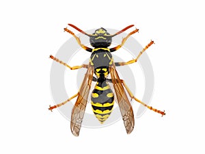 Top view of a European wasp, Vespinae isolated on white background, studio macro shot of a wasp