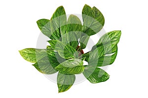 Top view of exotic `Monstera Pinnatipartita` houseplant with young leaves without fenestration on white background photo