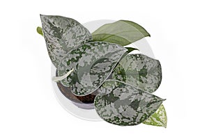 Top view of exotic `Scindapsus Pictus Exotica` or `Satin Pothos` houseplant with large leaves with velvet texture and silver spots