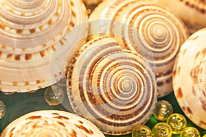 Top view of exotic spiral sea shells with crystal balls marbles on green velvet. Beautiful bokeh and blurred backgrounds. Close up