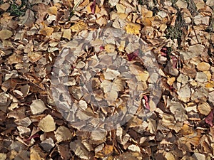 Top view of fallen leaves of birch covering the ground in autumn
