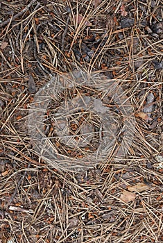 Top view of fallen pine needles on the ground