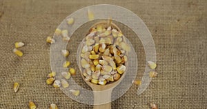 Top view of falling grains of corn into a wooden spoon. The grain fills the spoon and falls onto the burlap. Abundance