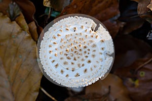 Top view of a false death cap mushroom & x28;Amanita citrina& x29;