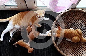 Top view family animal with mother cat breastfeeding four newborn kitty when cat sister playing alone