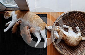 Top view family animal with mother cat breastfeeding four newborn kitty when cat sister playing alone
