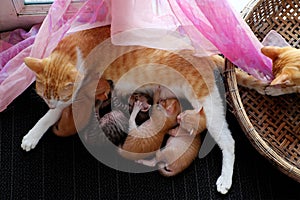 Top view family animal with mother cat breastfeeding four newborn kitty when cat sister playing alone