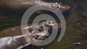 Top view of a family of three hippos standing side by side in a pond