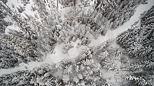 Top view of a fantastic dense snowy spruce forest