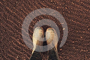 Top view of farmer rubber boots on ploughed arable land