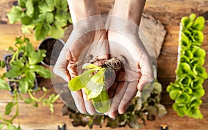 Top view of a farmer`s hands hold a small lettuce to transplant