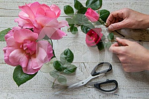 Top view of female decorator arranging roses on the wooden table photo