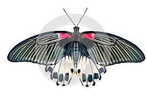 Top view of female Great mormon Butterfly