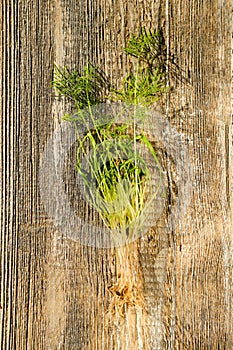Top view of fennel sprouts on wooden background