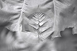Top view of fern leaf in nature, tree, forest, monochrome, black and white