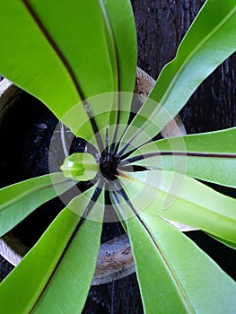 Top view of ferns leaves green as a background, ground cover plants