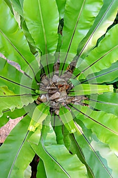 Top view ferns leaves green background. ground cover plants.