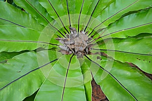 Top view ferns leaves green background. ground cover plants.