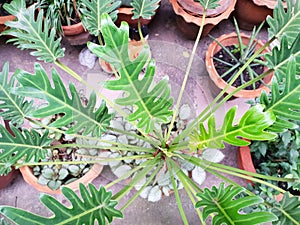 Top view of ferns leaves green background. ground cover plants.