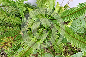 Top view of ferns leaves green background, ground cover plants