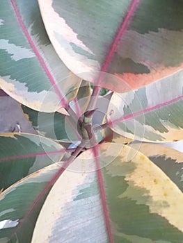 Top view of ficus elastica or rubber plant