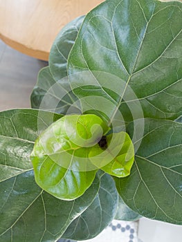 Top view of fiddle leaf fig