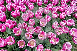 Top view field purple tulips in the Netherlands