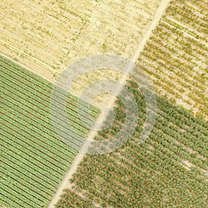 Top view fields plantations