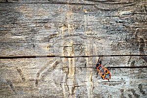 Top view of firebug, Pyrrhocoris apterus on wood trunk. Copy space