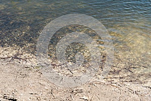 Top view of fish in the light green water. Cant fry from the river bank. Spawning fish.