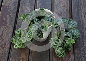 Top view of Fittonia albivenis plant on wooden table background photo