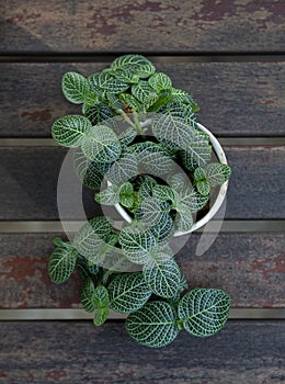 Top view of Fittonia albivenis plant on wooden table background photo