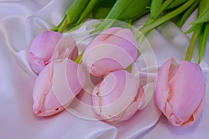 Top view of the five beautiful, spring, pink tulips. Spring flowers lie on a white silk fabric.