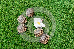 Top view of five young hermann turtle on a synthetic grass with frangipani flower