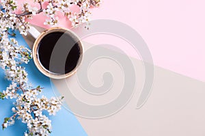 Top view and flat lay of Cup of coffee and blossoming tree branch on pink and blue background. Place for text. copyspace