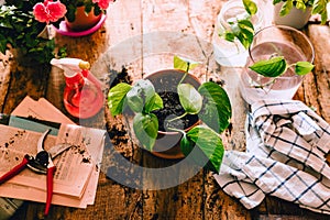 Top view flat lay Green Potos Epipremnum aureum plant on rustic wooden table with various home gardening items and potting
