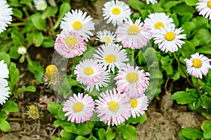 Top view or flat lay of large group of Daisies or Bellis perennis white and pink flowers in direct sunlight, in a sunny spring gar
