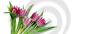 Top view flat lay pink tulips web site banner. Copy space. Spring sale banner, white background