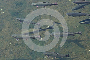 Top view of flock of brook trouts, Salvelinus fontinalis, and rainbow trouts, Oncorhynchus mykiss, in water. Detail of fish