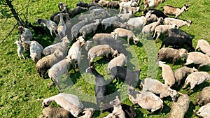 A Top View Of A Flock Of Sheep Grazing On A Meadow Of A Green Field.