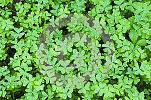 Top view of a floor full of clovers wet by dew photo