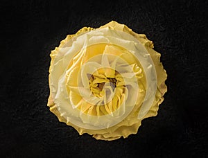 Top view of a flower on black background. Decorative flowers.