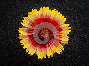 Top view of a flower on a black background. Flat lay, top view.